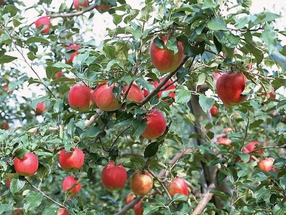 Làm thế nào để trồng cây táo tầu sai trĩu quả tăng năng suất