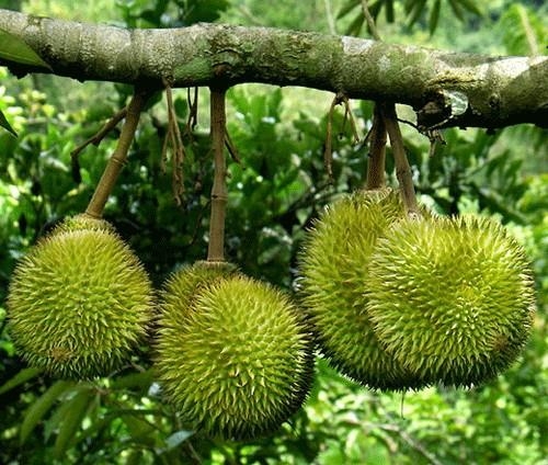 Kỹ thuật trồng giống sầu riêng sai trĩu quả