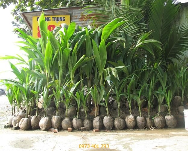 Cây Dừa Cảnh
