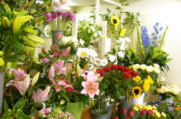 Hoa Tết 2017 hợp phong thủy mang lại tài lộc cho 12 con giáp