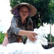 Trung Quốc: Quan ngại Chính phủ thắt chặt tiền tệ, giá bông giao sau sụt giảm