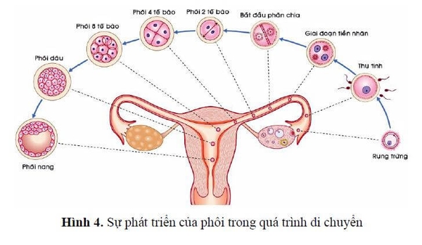 cham soc me bau tuan thu 3 dambaulf