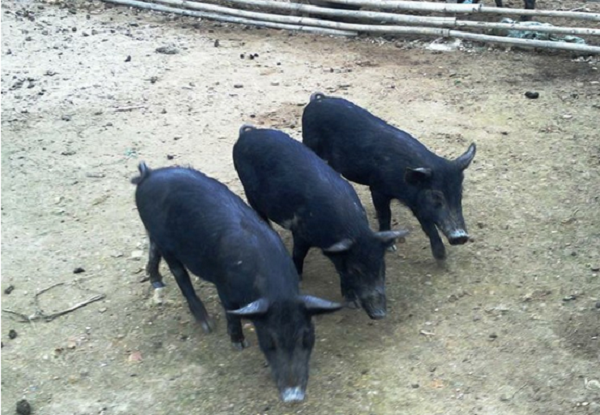 Lợn đen đặc sản miền Tây Nghệ An vẫn giữ giá trên 160000 đồngkg  Báo  Nghệ An điện tử