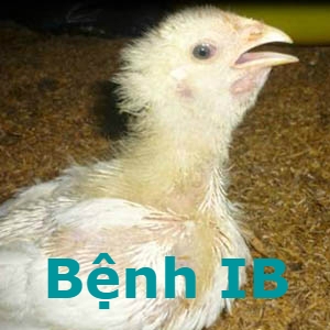 Bệnh IB ( Bệnh viêm phế quản truyền nhiễm) | hoinuoiga.vn