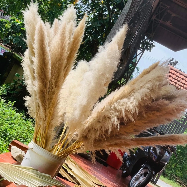 DRY PAMPAS GRASS FLOWER DECORATION