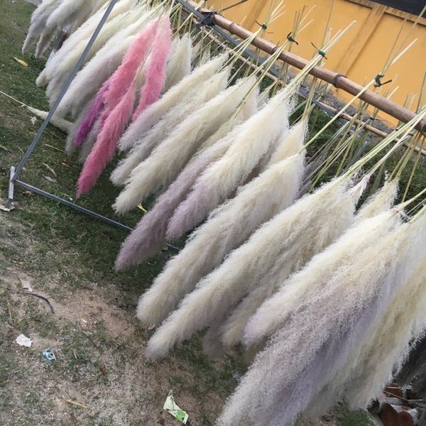 DRY PAMPAS GRASS FLOWER DECORATION