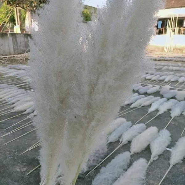 DRY PAMPAS GRASS FLOWER DECORATION