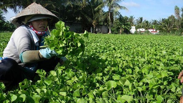 Tại TPHCM có nhà máy sản xuất bột rau má nào uy tín?