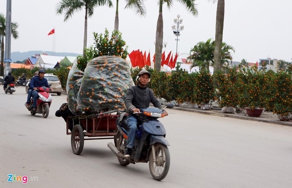 Chở thuê cây cảnh Tết kiếm bạc triệu mỗi ngày