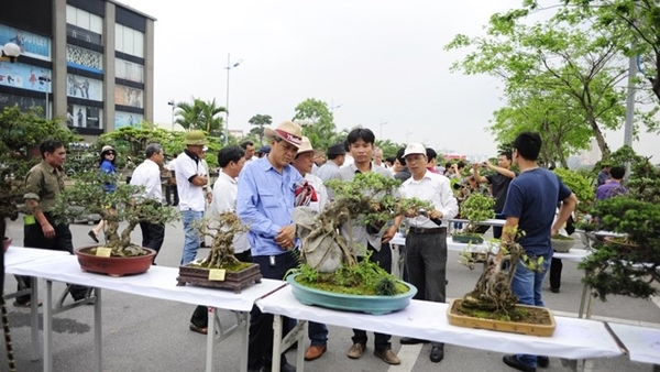 20.000 cây cảnh quy tụ tại lễ hội sinh vật cảnh thủ đô