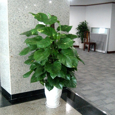 CÂY TRẦU BÀ