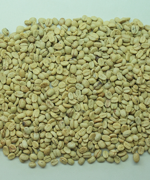 ca-lua-arabica