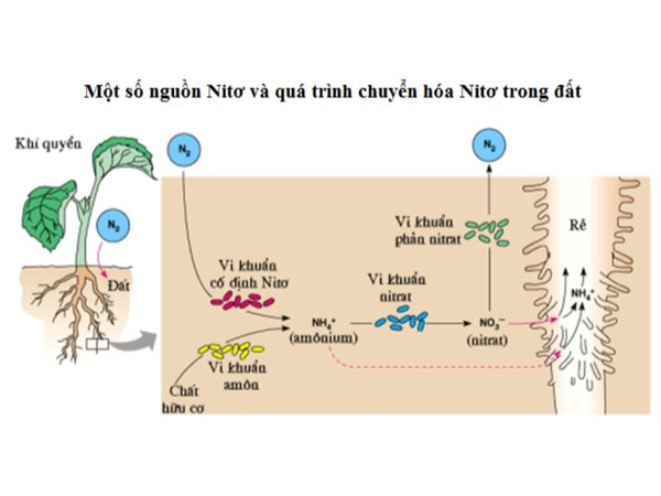 Vai Trò Của Nitơ Đối Với Cây Trồng