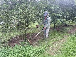 Kỹ Thuật Chăm Sóc Cây Có Múi Sau Thu Hoạch