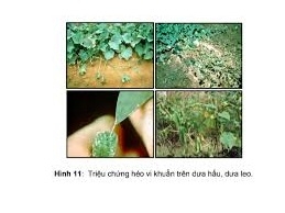 QUẢN LÝ BỆNH HẠI NHÓM BẦU BÍ