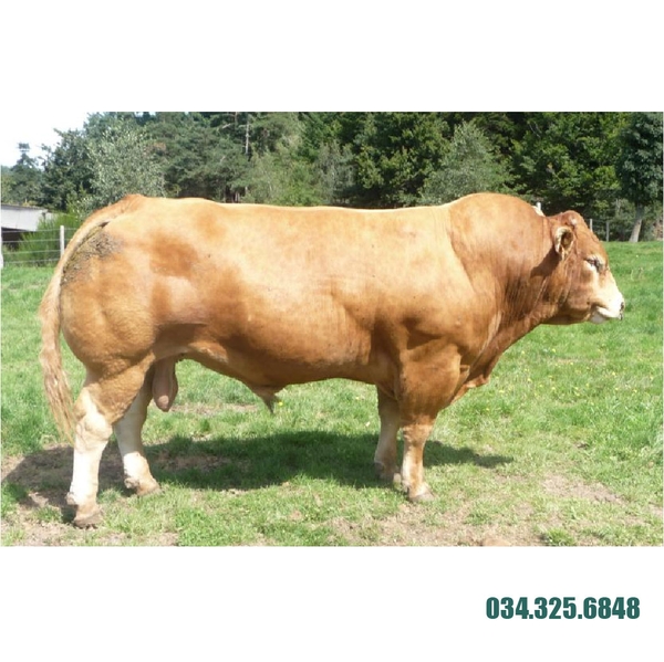 Excel Limousin Bull Excel Limousin Bull