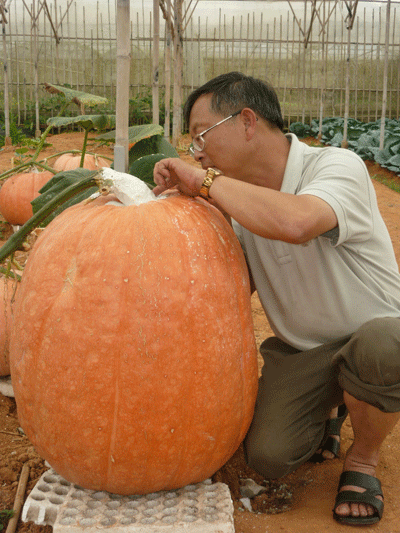 Đà Lạt: Quả bí ngô khổng lồ 80kg 