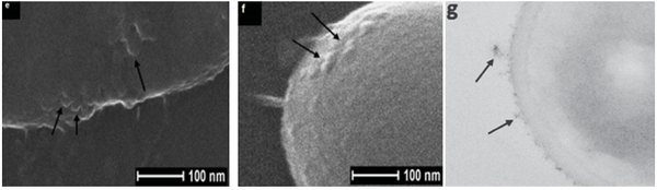 Công dụng và cơ chế diệt khuẩn nano bạc