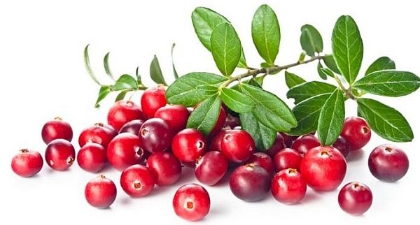 Quả nam việt quất giúp cải thiện trí nhớ