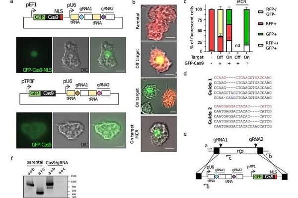 Sử dụng hệ thống chỉnh sửa gen CRISPR/Cas phiên bản sửa đổi để hiểu rõ hơn về sự tiến hóa của vi rút khổng lồ