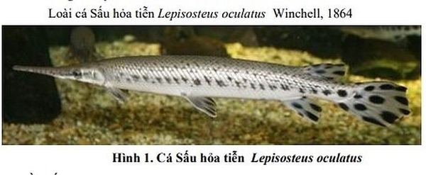 Đánh giá tác động của một số sinh vật ngoại lai xâm hại trong lĩnh vực thủy sản đến môi trường sinh thái và đề xuất biện pháp quản lý