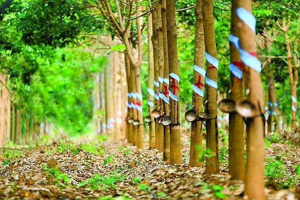 Tại sao cao su lại được gọi là “vàng trắng” của Tây Nguyên