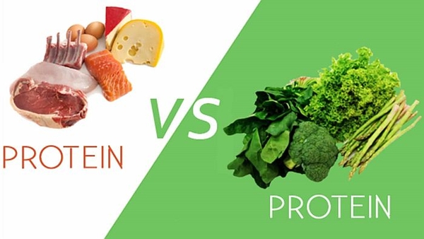 Protein động vật và protein thực vật - Loại nào tốt hơn?