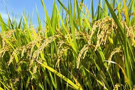 Nghiên cứu phát triển các nguồn gen lúa thích ứng với biến đổi khí hậu
