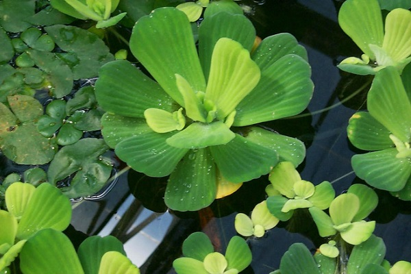 Bèo hoa dâu: giải pháp 