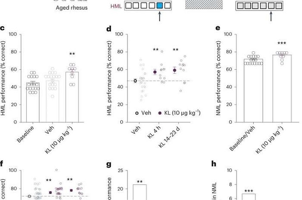 Protein kloto được tìm thấy để cải thiện sự suy giảm nhận thức