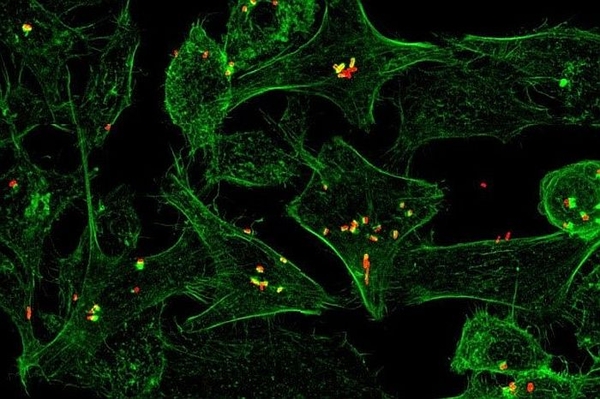 Miễn dịch vi khuẩn là chìa khóa của vắc-xin phòng bệnh tiêu chảy