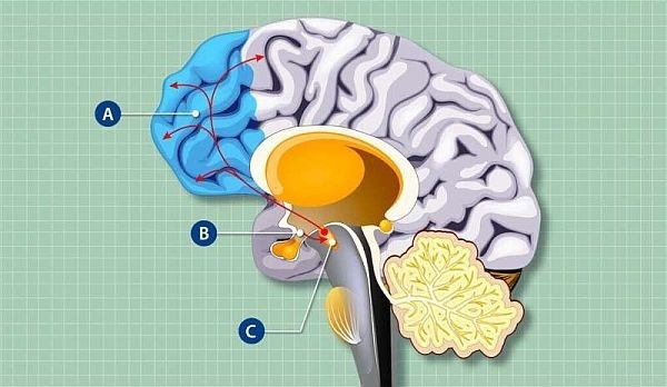 Các tế bào kiểm soát cơn đói ảnh hưởng đến cấu trúc và chức năng của não