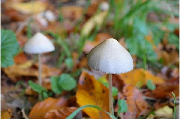 Thuốc 'nấm thần” gây ảo giác có thể làm giảm chứng trầm cảm