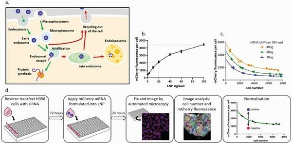 Hạt nano do AI tạo ra, có khả năng dẫn thuốc đến các tế bào bị bệnh