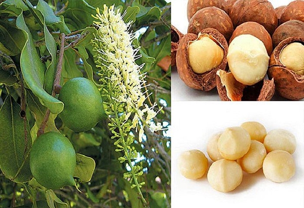 Cây mắc-ca, hướng phát triển mới cho nông nghiệp Tây Nguyên