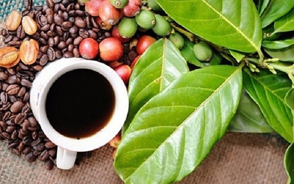 Sửa đổi mở rộng phạm vi bảo hộ và hỗ trợ hoàn thiện hệ thống quản lý chỉ dẫn địa lý cho sản phẩm cà phê Buôn Ma Thuột