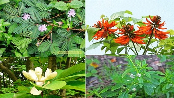 Điều chế viên nang thảo dược điều trị mất ngủ