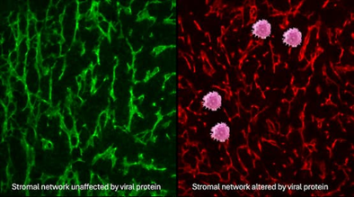 Các nhà khoa học phát hiện “điều phối viên giao thông” của hệ miễn dịch bị virus chiếm dụng