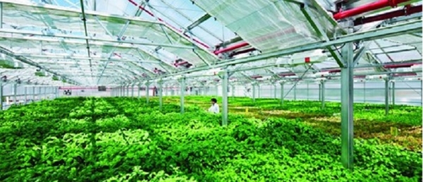 Nông nghiệp ứng dụng công nghệ cao ở Việt Nam: Khó khăn và triển vọng