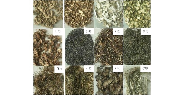 Phòng và trị bệnh cho tôm bằng cao thảo dược