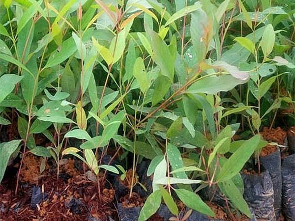Nghiên cứu phát triển nguồn gen Bạch đàn H1 và TTKT7 phục vụ trồng rừng cây nguyên liệu giấy