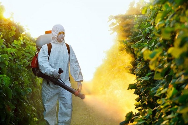 Thuốc trừ sâu chlorpyrifos có thể đóng một vai trò trong bệnh béo phì