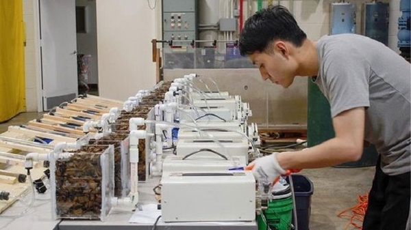 Kết hợp dăm gỗ và than sinh học để xử lý nước thải dược phẩm