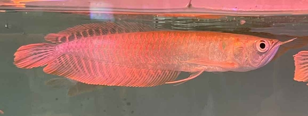 NGÂN LONG SIZE 10-11 ( HÌNH THỰC TẾ TẠI TRẠI )