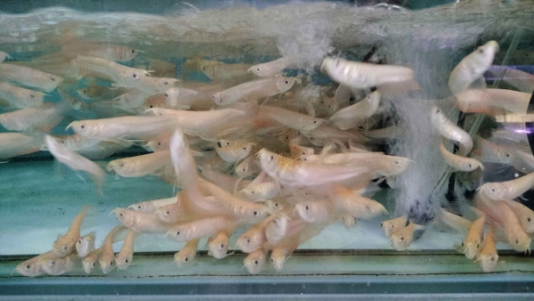 NGÂN LONG ABINO SIZE 11 12 ( HÌNH THỰC TẾ TẠI TRẠI )