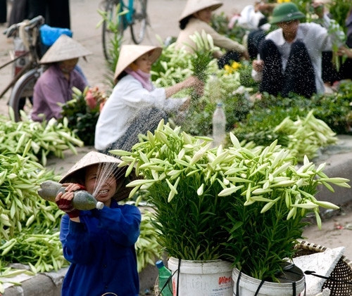 Hoa loa kèn tháng Tư