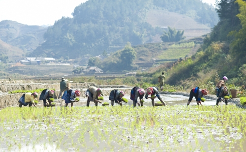Người Mông tất bật thu gói công việc đón Tết