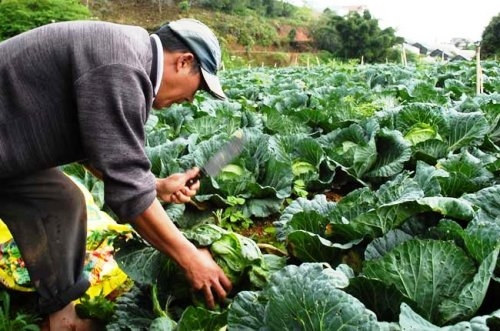 Rau vườn Đà Lạt đội giá 20 lần khi về chợ TP HCM
