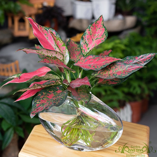 Hồng Phát Lộc 04 | Cây Thủy Canh AquaGarden | Top Cây Phong Thủy Đẹp | quatangcaycanh Hồng Phát Lộc 04 | Cây Thủy Canh Aquagarden | Top Cây Phong Thủy Đẹp | Quatangcaycanh