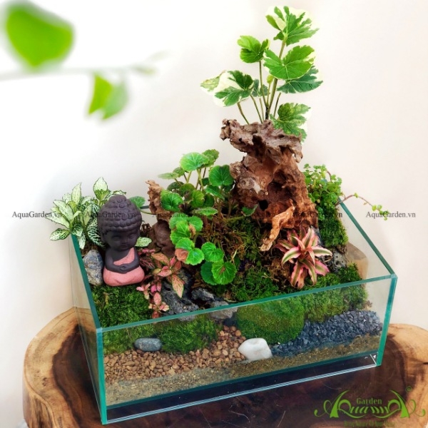  Terrarium AquaGarden - Vườn Yên.